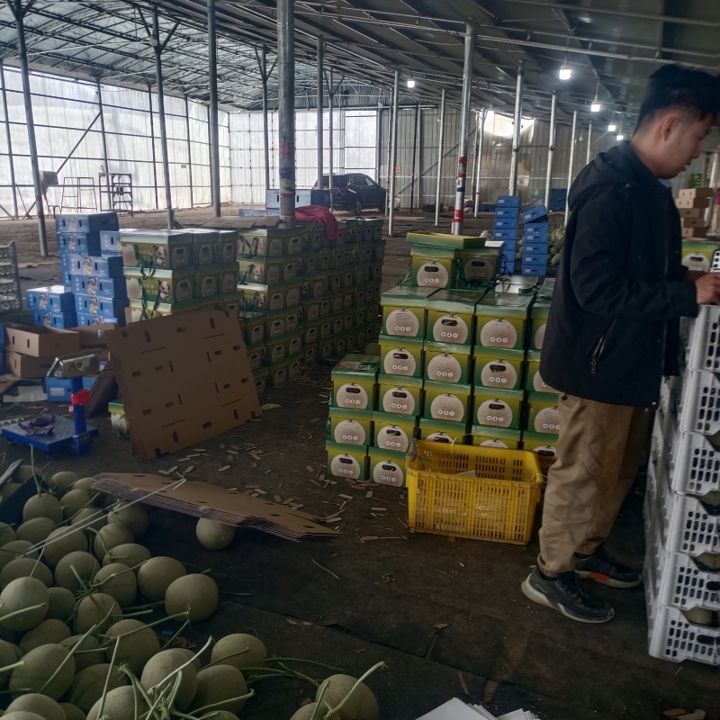 牛三网纹美华3号粗网玫珑嘉华圆网瓜种植产地包棚定货