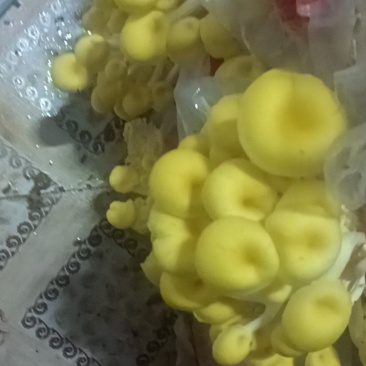 榆皇菇