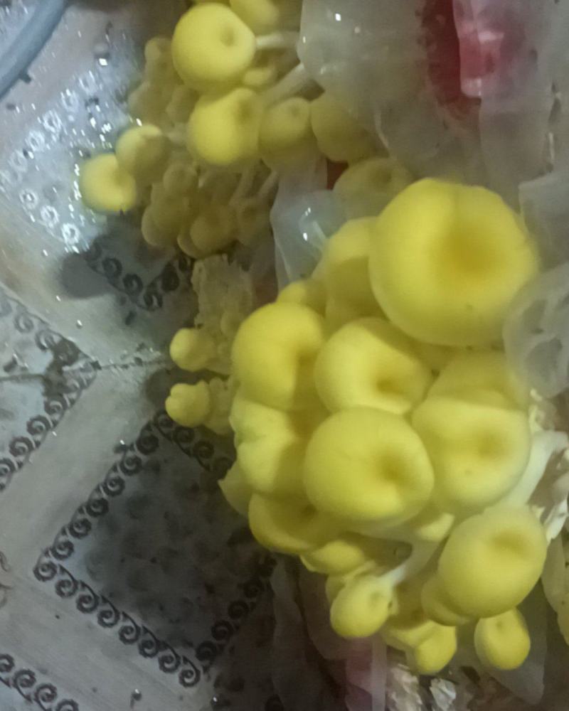 榆皇菇