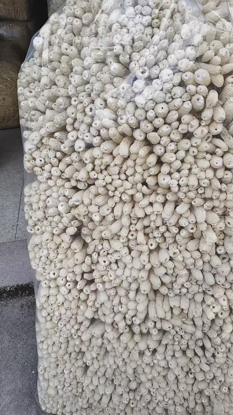 竹荪包邮竹荪长裙竹荪蛋全国发货包邮支持一件