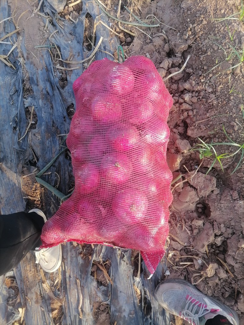 紫皮洋葱大量现货