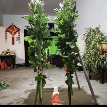 艾草菖蒲端午必备，产地发货，量大优先