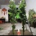 艾草菖蒲端午必备，产地发货，量大优先