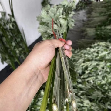 艾草菖蒲端午必备提前预订大量出货