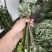 艾草菖蒲端午必备提前预订大量出货