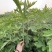 艾草菖蒲端午必备提前预订大量出货