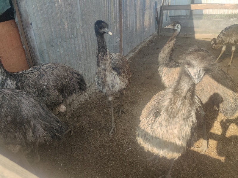 三年鸸鹋