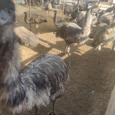 三年鸸鹋
