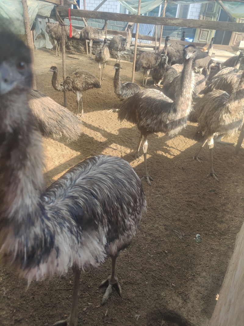 三年鸸鹋
