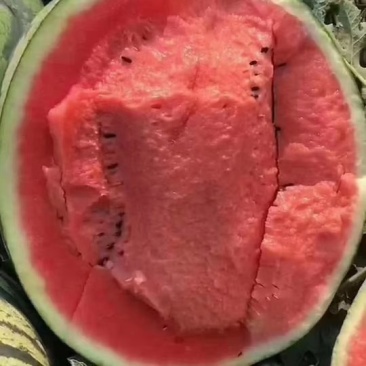 禹城西瓜上市中