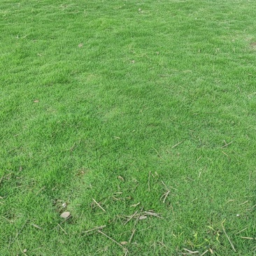 马尼拉草皮大量上市