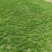 马尼拉草皮大量上市