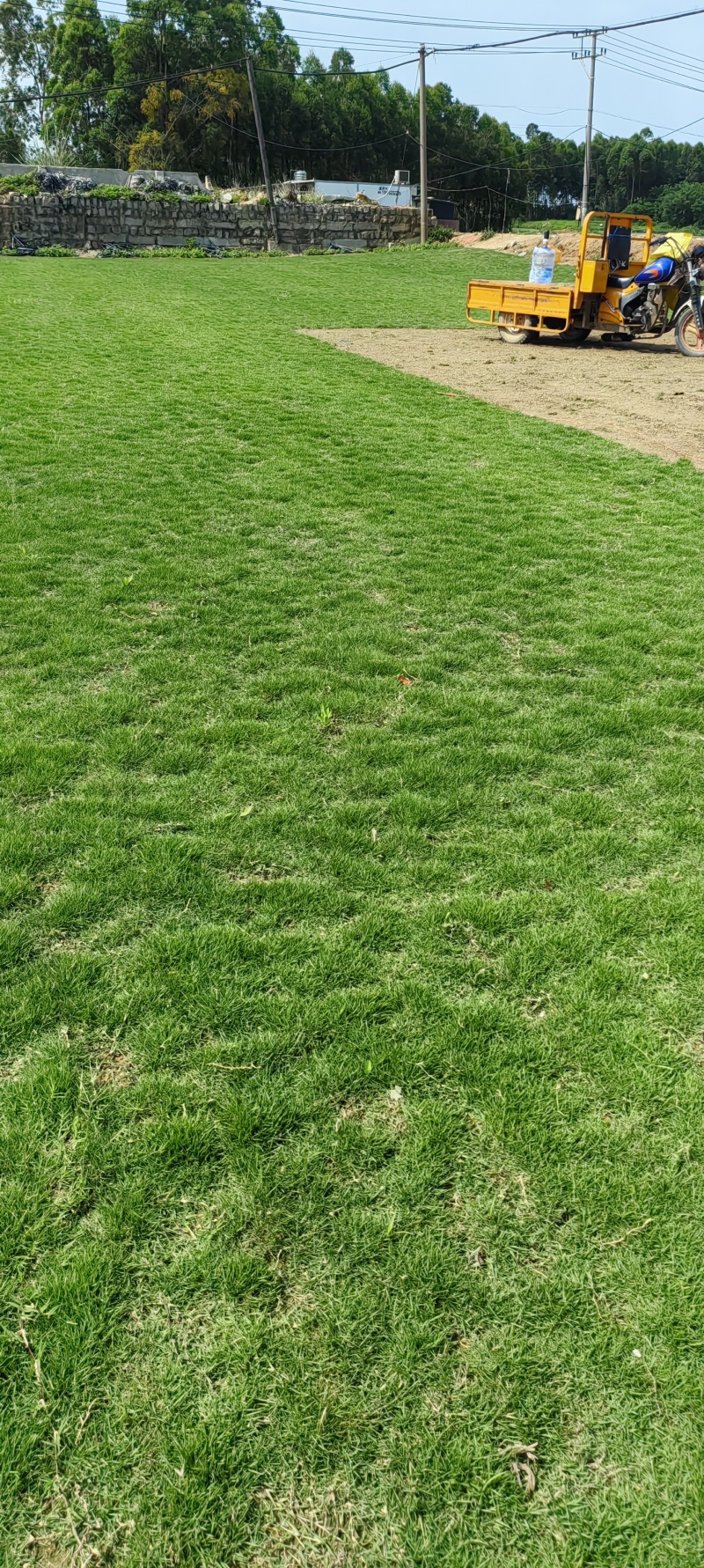 马尼拉草皮大量上市