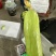 山东烟台新品种奶油黄瓜批发全国发货