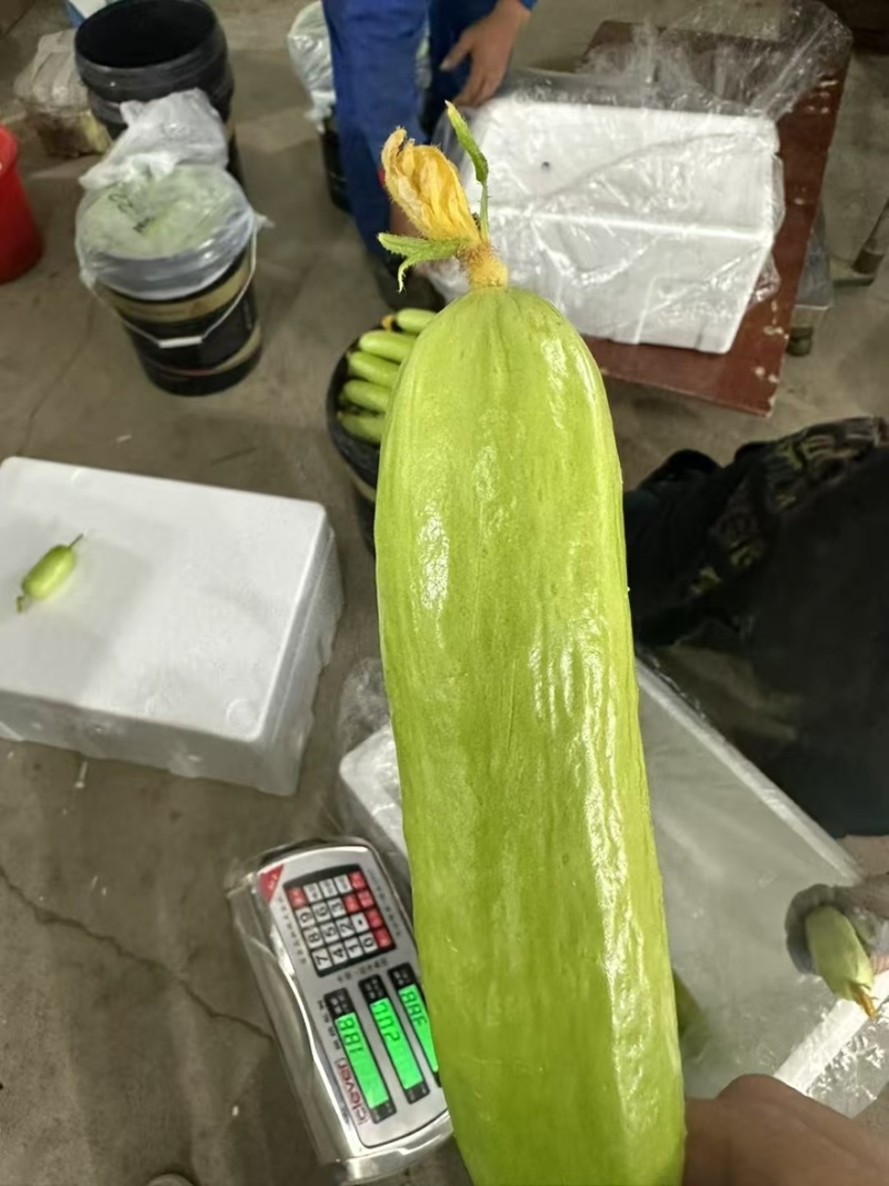 山东烟台新品种奶油黄瓜批发全国发货