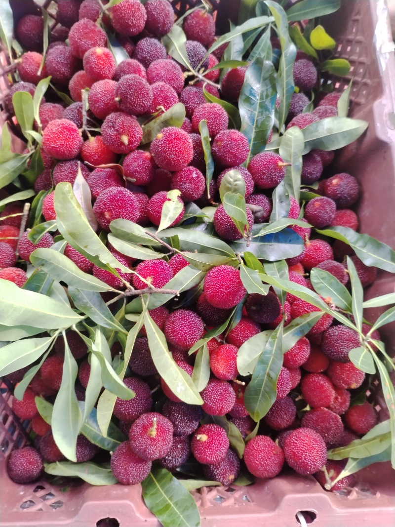 东魁乌丝梅红梅市食果