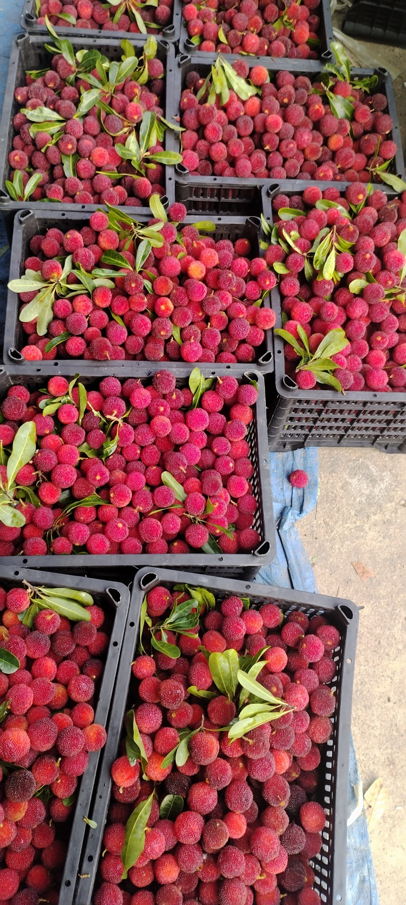 东魁乌丝梅红梅市食果