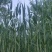 优质招行粽子叶。