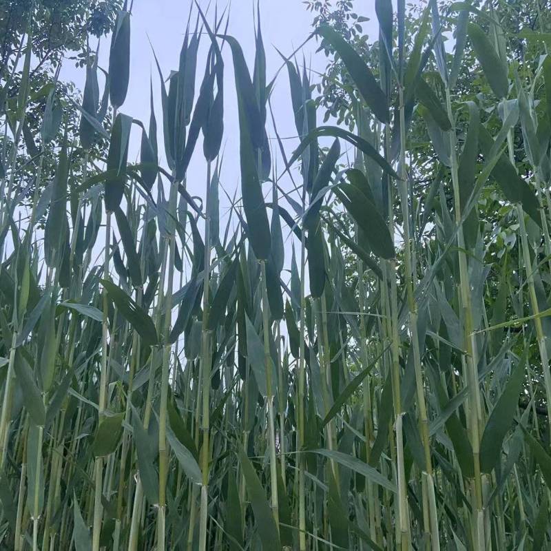 优质招行粽子叶。