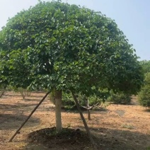 丁香树