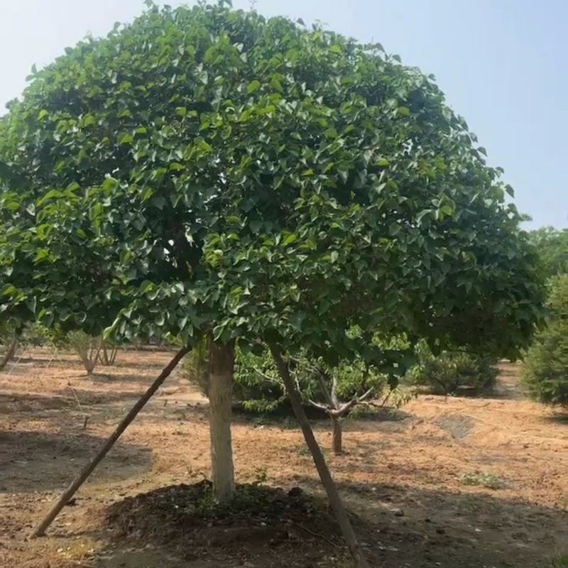 丁香树