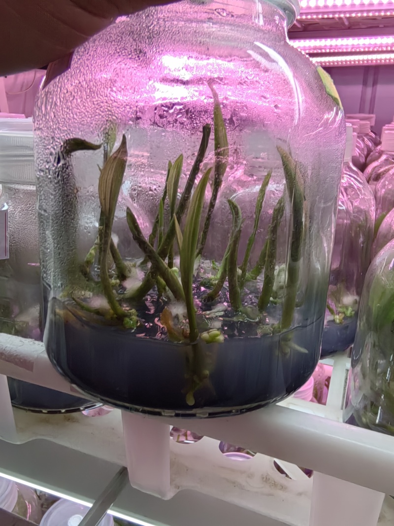 山慈菇毛慈菇冰球子组培苗可定制生产价格电议