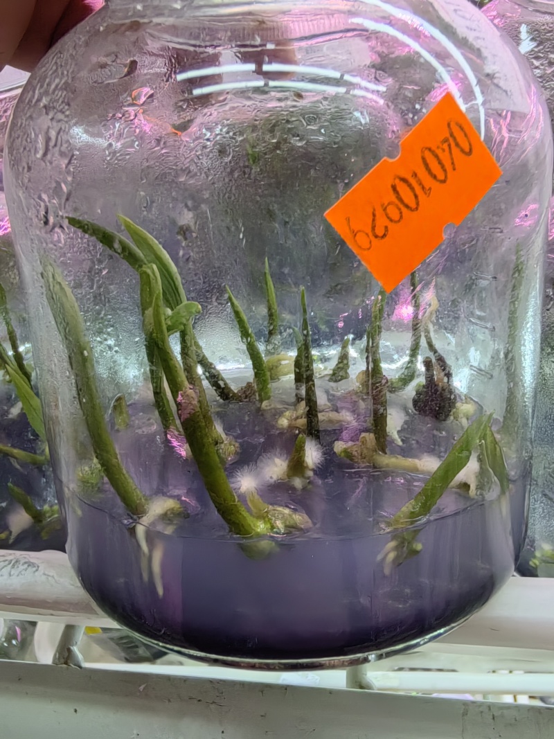 山慈菇毛慈菇冰球子组培苗可定制生产价格电议