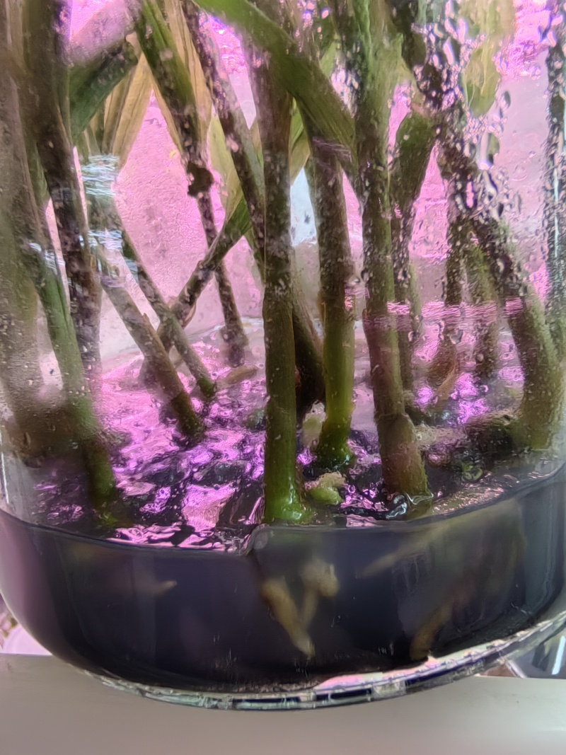 山慈菇毛慈菇冰球子组培苗可定制生产价格电议