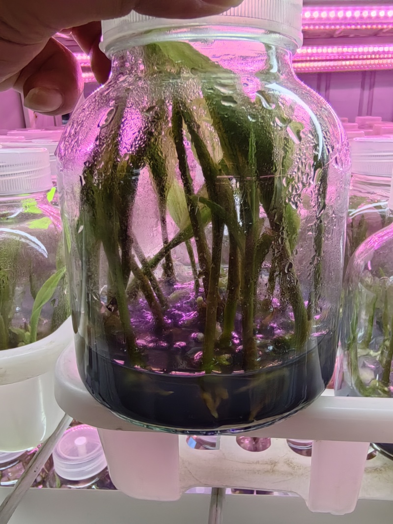 山慈菇毛慈菇冰球子组培苗可定制生产价格电议