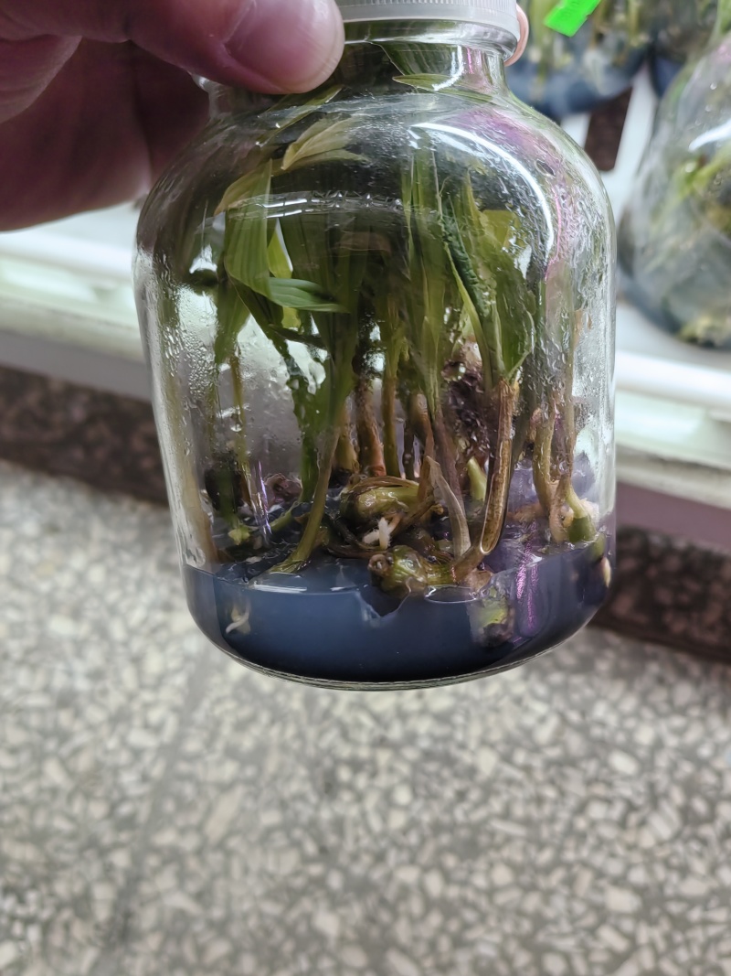 山慈菇毛慈菇冰球子组培苗可定制生产价格电议