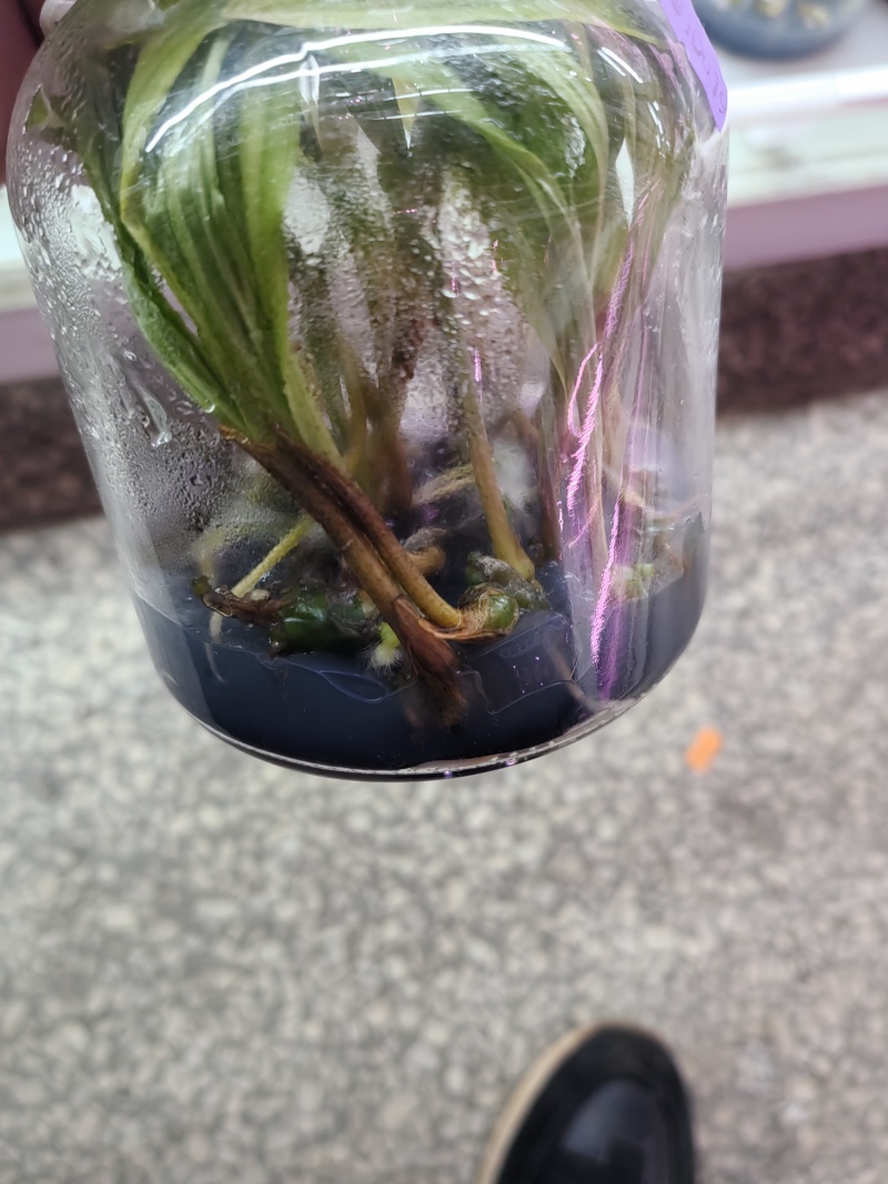 山慈菇毛慈菇冰球子组培苗可定制生产价格电议
