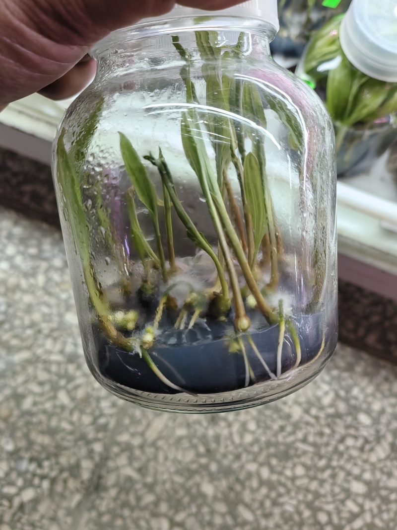 山慈菇毛慈菇冰球子组培苗可定制生产价格电议
