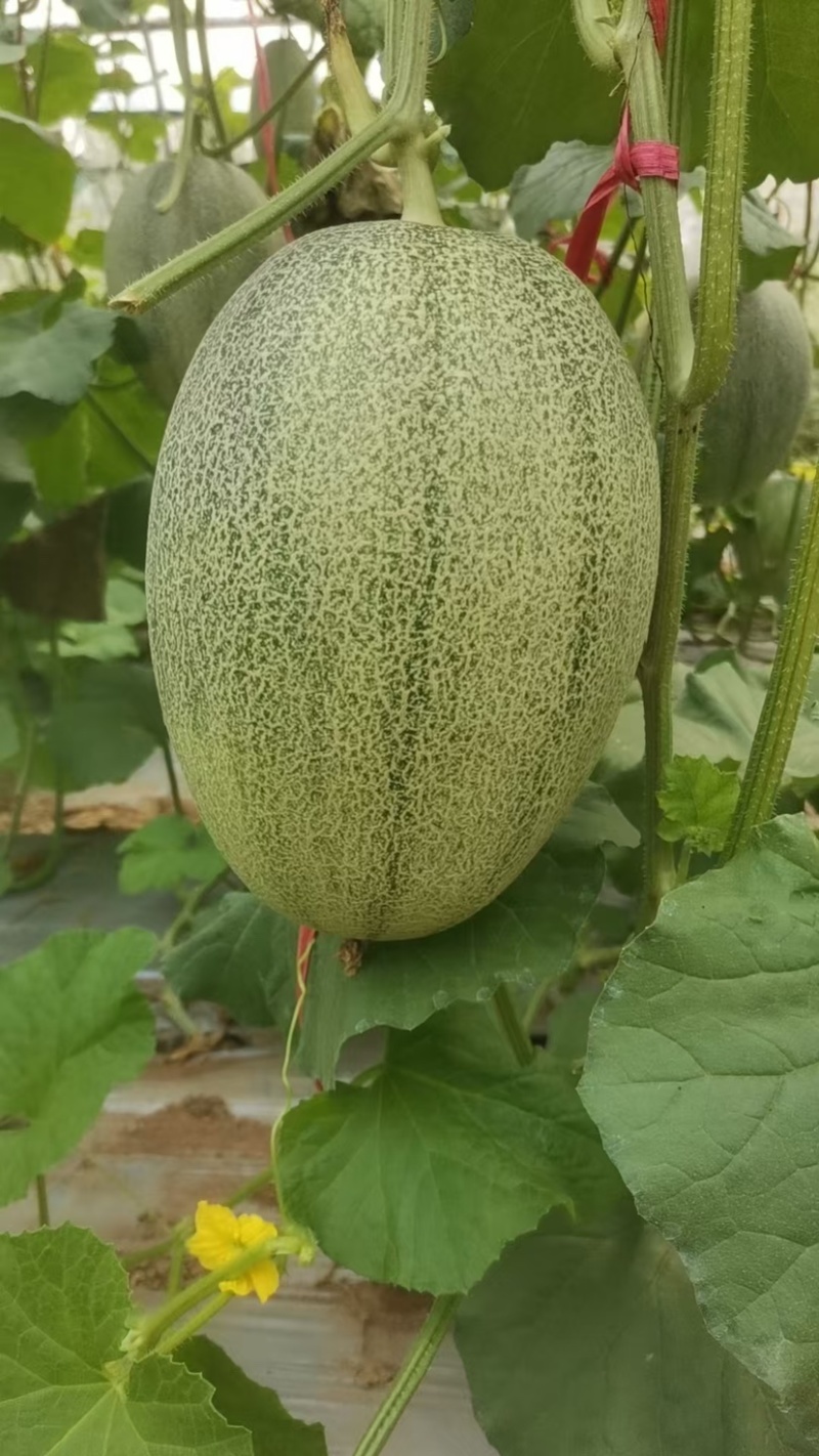 哈密瓜小蜜25西周蜜