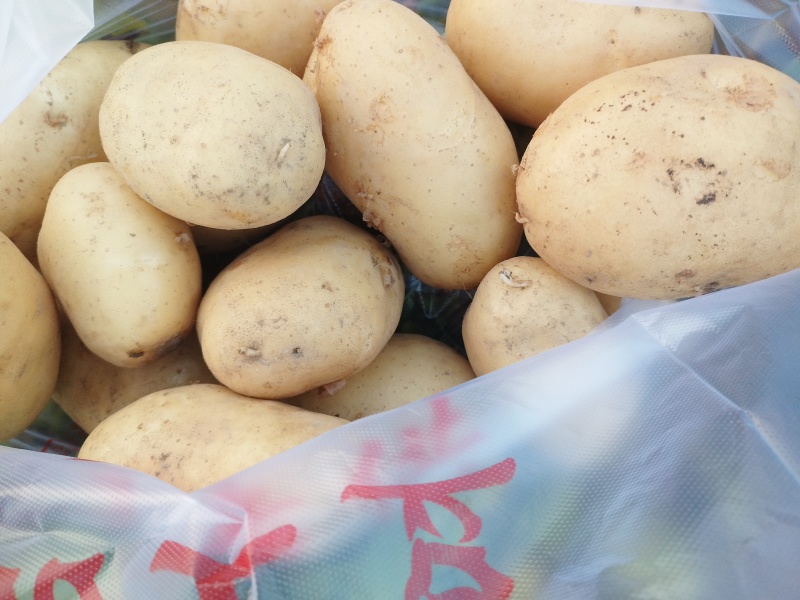 马铃薯