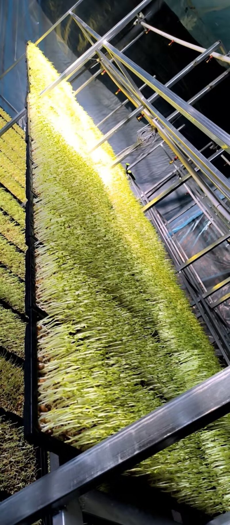 精品水培芽苗菜豌豆苗，可供应商超，供应链