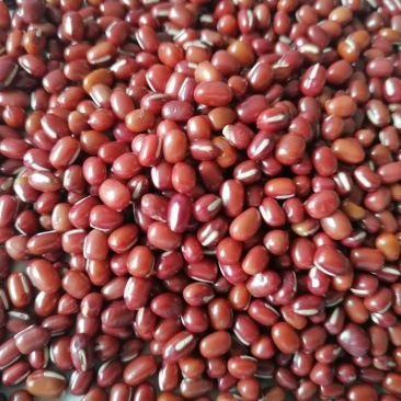当年红小豆，食品级，过簺，50公斤装，10吨起