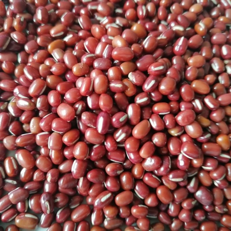 当年红小豆，食品级，过簺，50公斤装，10吨起