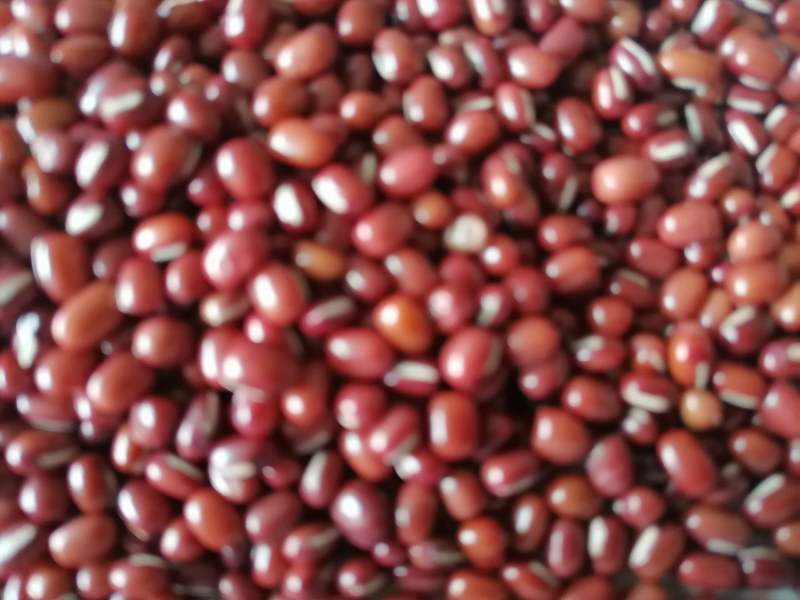 当年红小豆，食品级，过簺，50公斤装，10吨起
