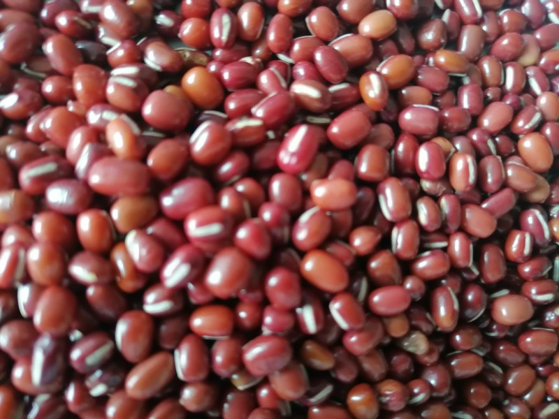 当年红小豆，食品级，过簺，50公斤装，10吨起