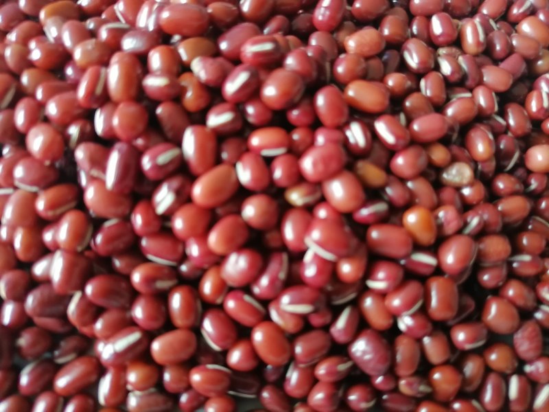 当年红小豆，食品级，过簺，50公斤装，10吨起