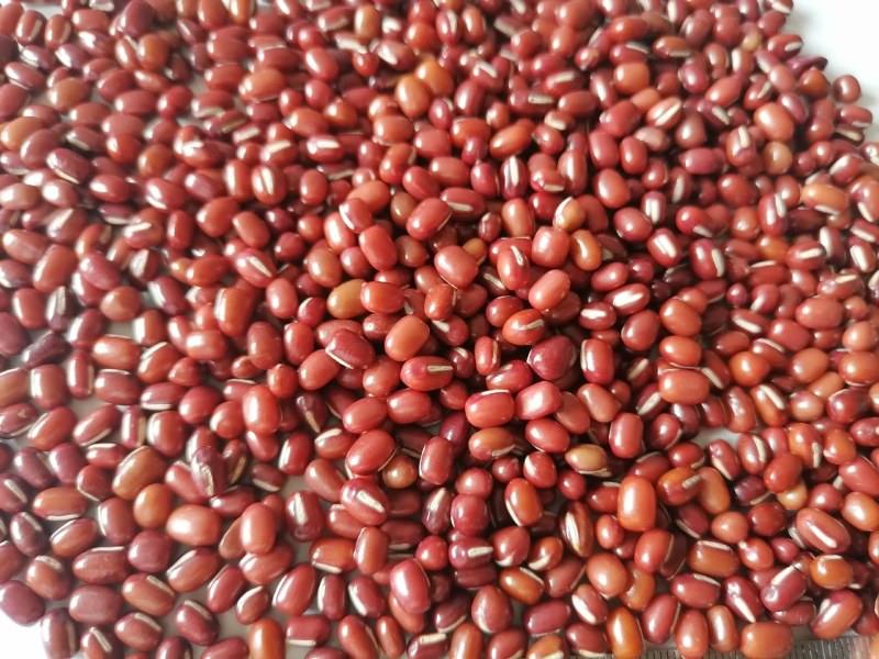 当年红小豆，食品级，过簺，50公斤装，10吨起