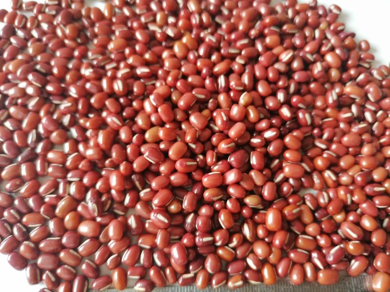 当年红小豆，食品级，过簺，50公斤装，10吨起
