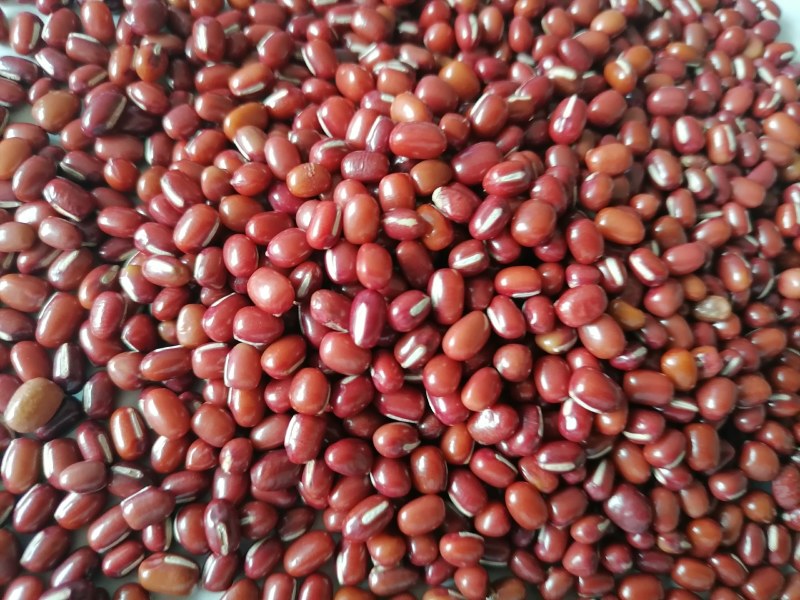 当年红小豆，食品级，过簺，50公斤装，10吨起