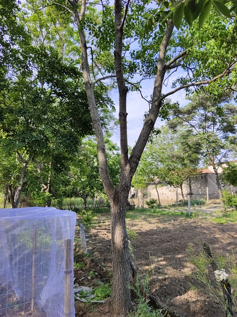 乌桕，各种规格的乌桕，单杆乌桕，丛生乌桕，造型乌桕！价廉