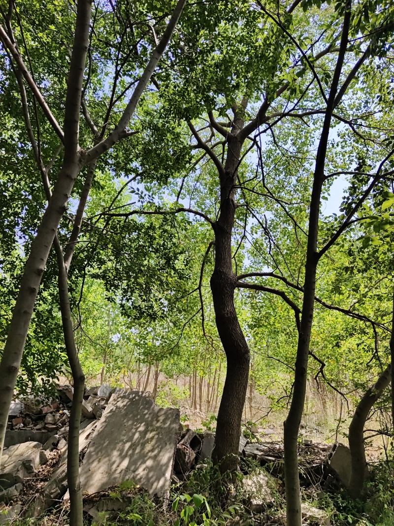 乌桕，各种规格的乌桕，单杆乌桕，丛生乌桕，造型乌桕！价廉