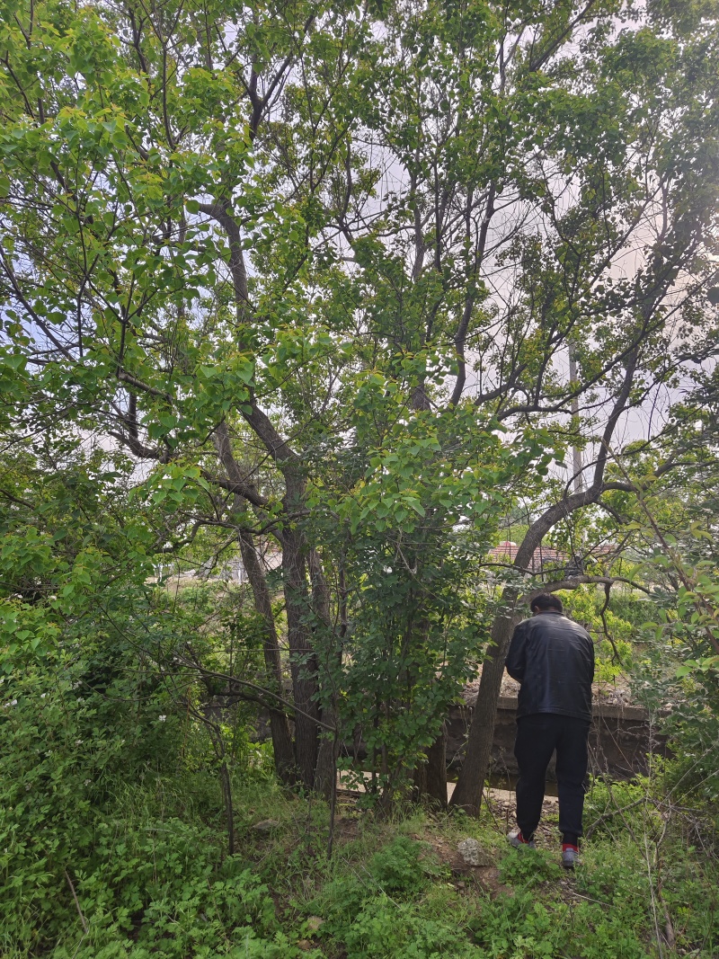 乌桕，各种规格的乌桕，单杆乌桕，丛生乌桕，造型乌桕！价廉