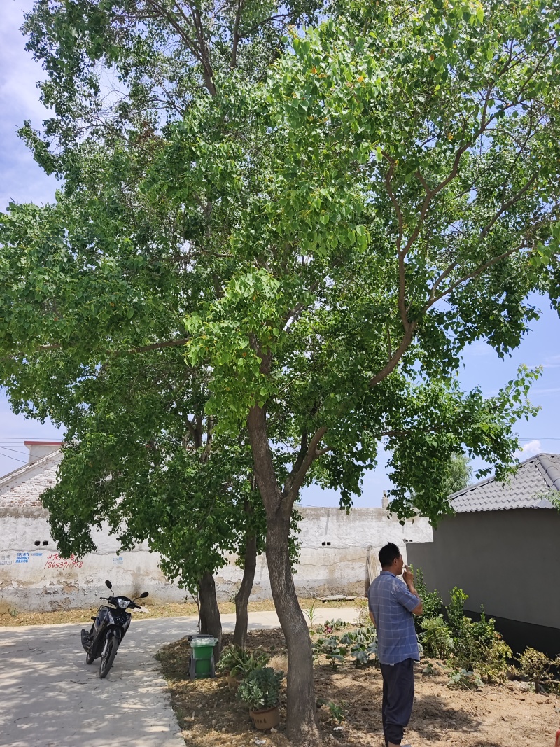 乌桕，各种规格的乌桕，单杆乌桕，丛生乌桕，造型乌桕！价廉