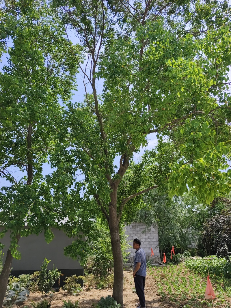 乌桕，各种规格的乌桕，单杆乌桕，丛生乌桕，造型乌桕！价廉