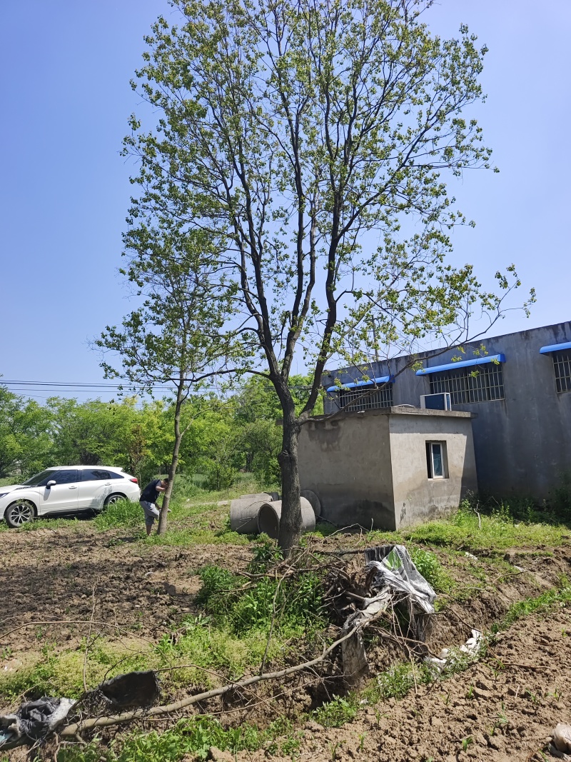 乌桕，各种规格的乌桕，单杆乌桕，丛生乌桕，造型乌桕！价廉