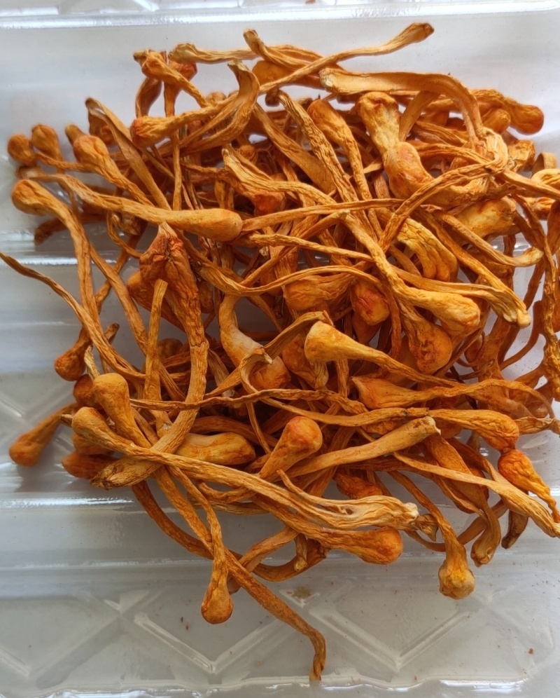 虫草花虫草花产地直供源头厂家